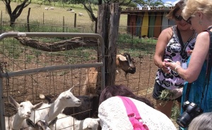 Monica Ambriz and Susie Adair discuss best practices for feeding Hawaiian goats. 